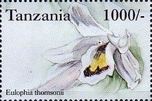 Eulophia thomsonii