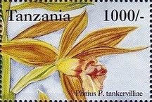 Phaius tankervilleae