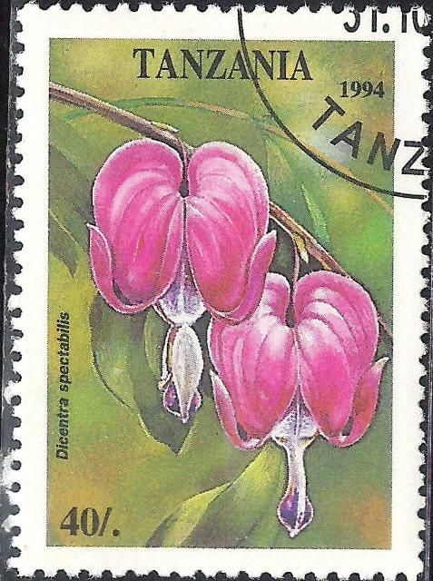 Dicentra spectabilis