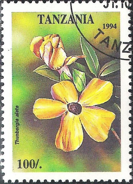 Thunbergia alata