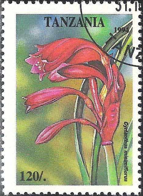 Cyrtanthus minimiflorus