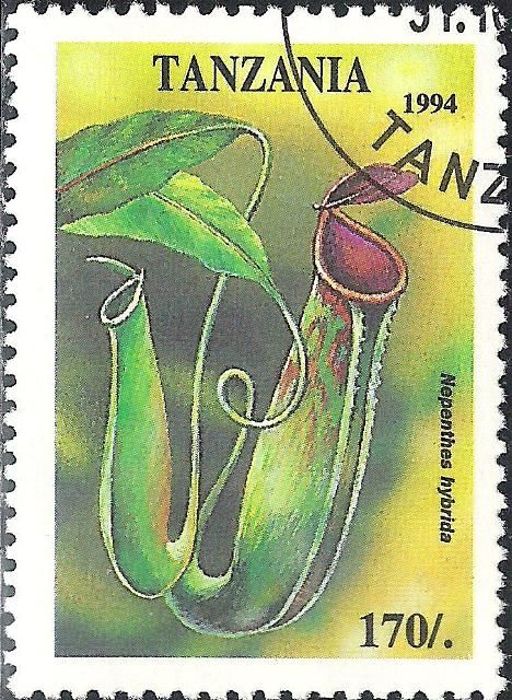 Nepenthes hybrida