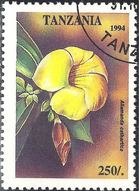 Allamanda cathartica