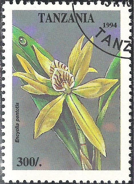 Encyclia pentotis