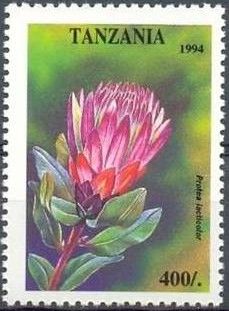 Protea lacticolor