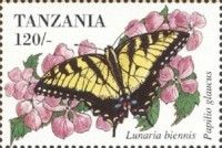 Eastern Tiger Swallowtail (Papilio glaucus)