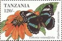 Hypolimnas antevorta