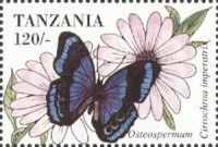 Cirrochroa imperatrix