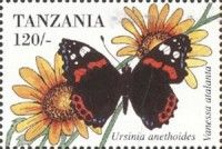 Red Admiral (Vanessa atalanta)