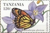 Viceroy (Limenitis archippus)