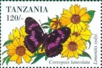Limenitis sydyi