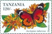 Plain Tiger (Danaus chrysippus)
