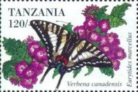 Zebra Swallowtail (Eurytides marcellus)