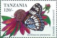 Weidemeyer's Admiral (Limenitis weidemeyerii)