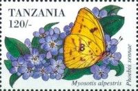 Cloudless Sulphur (Phoebis sennae)