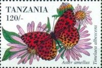 Timelaea albescens