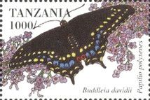 Black Swallowtail (Papilio polyxenes)
