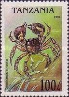 Chinese Mitten Crab (Eriocheir sinensis)