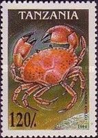 Opies (Chionoecetes opilio) (see Description)