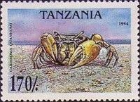 Blue Land Crab (Cardisoma guanhumi)