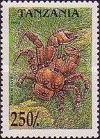 Coconut Crab (Birgus latro)
