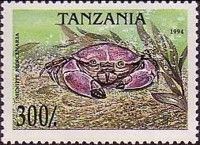 Florida Stone Crab (Menippe mercenaria)