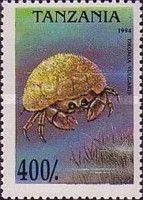 Crab (Dromia vulgaris)