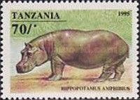 Hippopotamus (Hippopotamus amphibius)