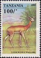 Gerenuk (Litocranius walleri)