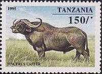 African Buffalo (Syncerus caffer)