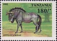 Wildebeest (Connochaetes sp.)
