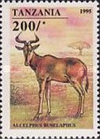 Hartebeest (Alcelaphus buselaphus)