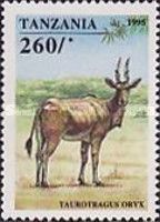 Common Eland (Taurotragus oryx)