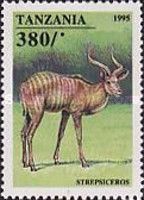 Great Kudu (Tragelaphus Strepsicerus)