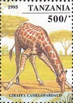 Giraffe (Giraffa camelopardalis)