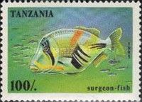 Lagoon Triggerfish (Rhinecanthus aculeatus)