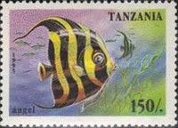 Angelfish