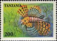 Lionfish (Pterois sp.)