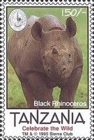Black rhinoceros