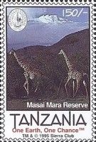 Giraffes, Masai Mara Reserve