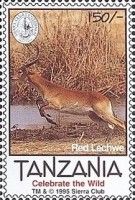 Red lechwe running