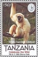 White-handed gibbon, white coat