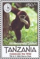White-handed gibbon, ready to climb tree