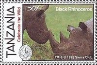 Black Rhinoceros