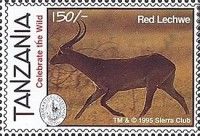 Red Lechwe