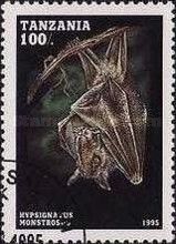 Hammer-headed Fruit Bat (Hypsignathus monstrosus)