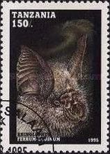 Greater Horseshoe Bat (Rhinolophus ferrumequinum)