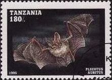 Brown Long-eared Bat (Plecotus auritus)