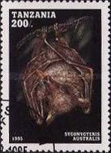 Southen Blossom Bat (Syconycteris australis)
