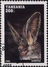 Brown Long-eared Bat (Plecotus auritus)